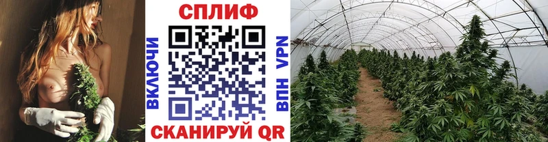 купить   Жердевка  Марихуана тримм 